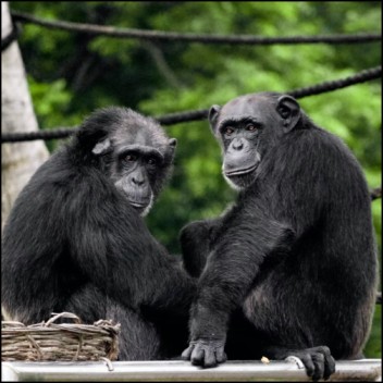 The culture of Chimpanzees - IELTS Reading